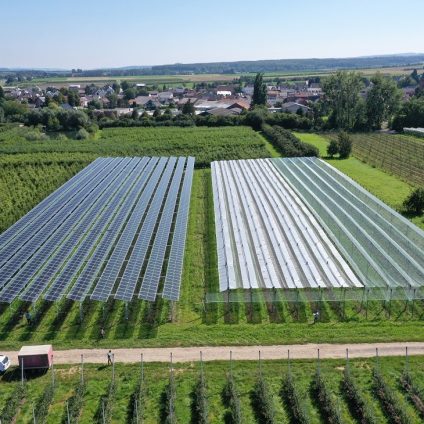 Rinnovabili • agrivoltaico