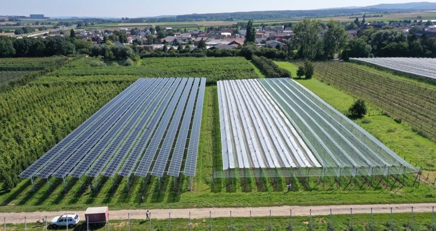 Rinnovabili • agrivoltaico