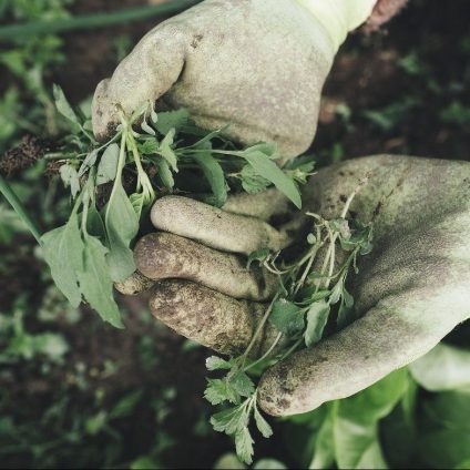 Rinnovabili • giovani agricoltori