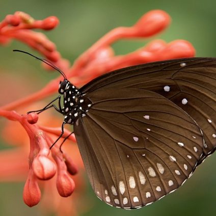 Rinnovabili • finanza per la biodiversità