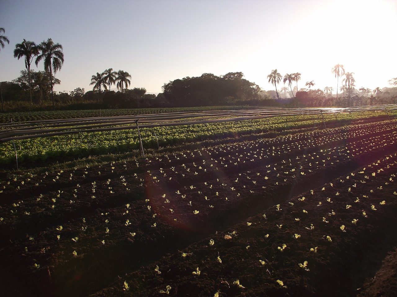 Rinnovabili • agroecologia