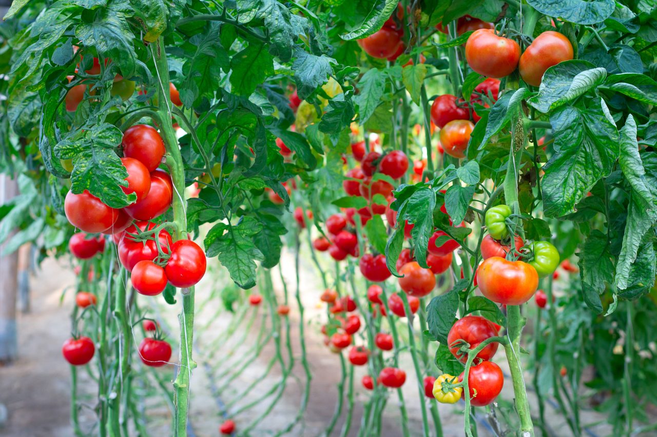 Rinnovabili • pomodoro italiano