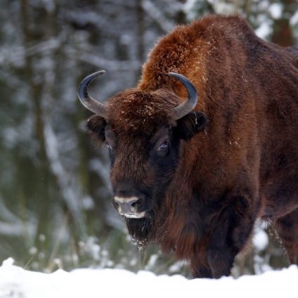 Rinnovabili • Foresta di Bialowieza: l’impatto sulla biodiversità del muro polacco anti-migranti