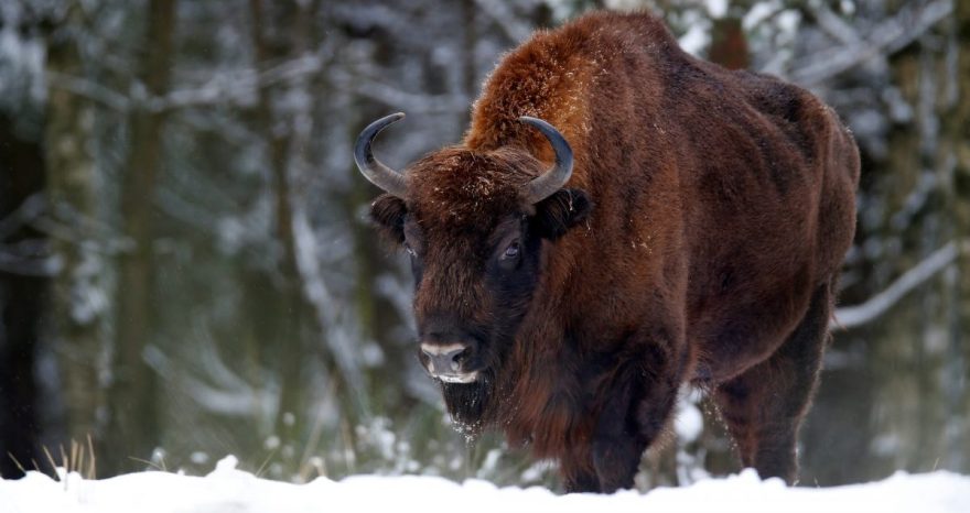 Rinnovabili • Foresta di Bialowieza: l’impatto sulla biodiversità del muro polacco anti-migranti