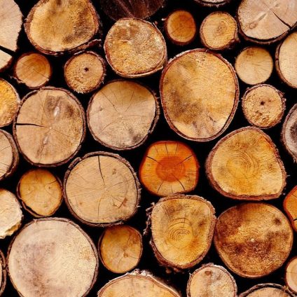 Rinnovabili • logging illegale