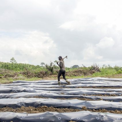 Rinnovabili • Plastica in agricoltura