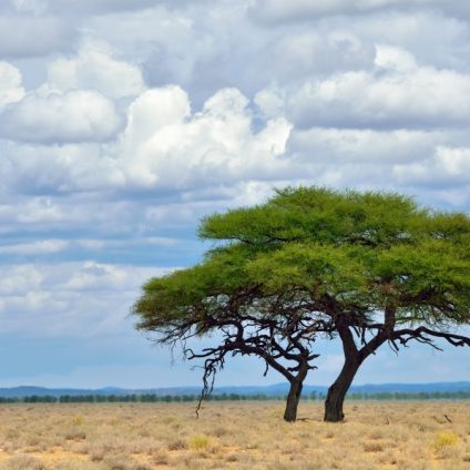 Rinnovabili • Deforestazione, WWF: l’UE deve proteggere tutti gli ecosistemi