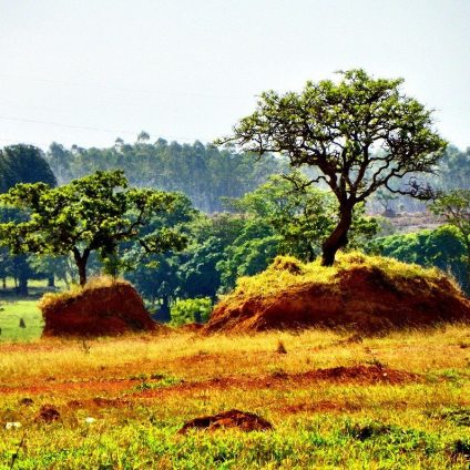 Rinnovabili • deforestazione del Cerrado