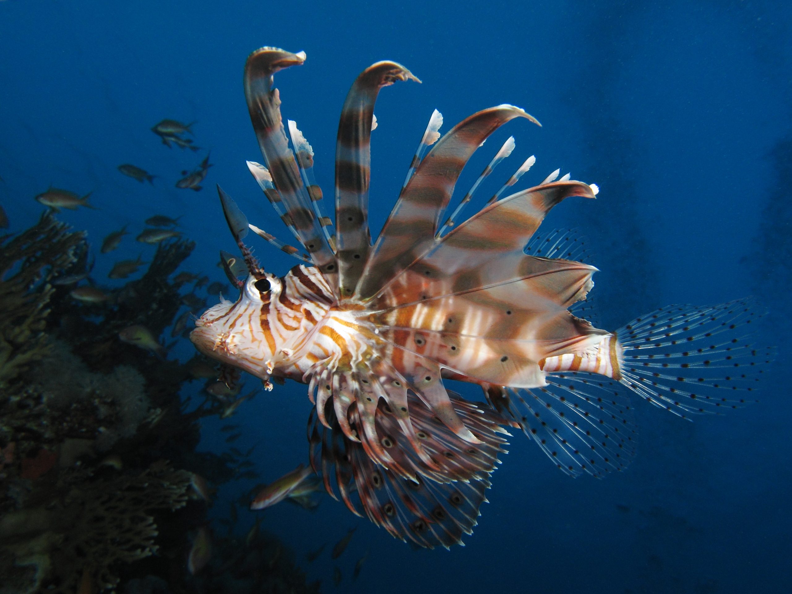 Ecoregioni oceaniche