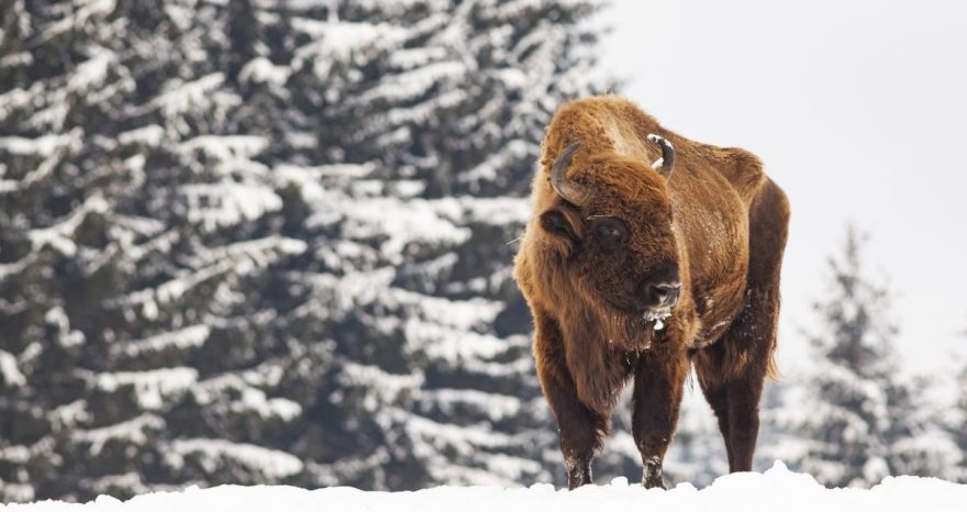 Rinnovabili • Foresta di Bialowieza: 150 ong contro il muro anti-migranti