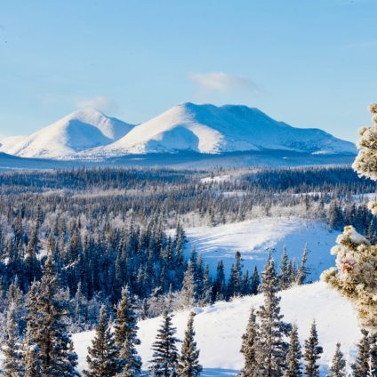 Rinnovabili • Foreste boreali: l’intero bioma si sta spostando verso nord per il climate change