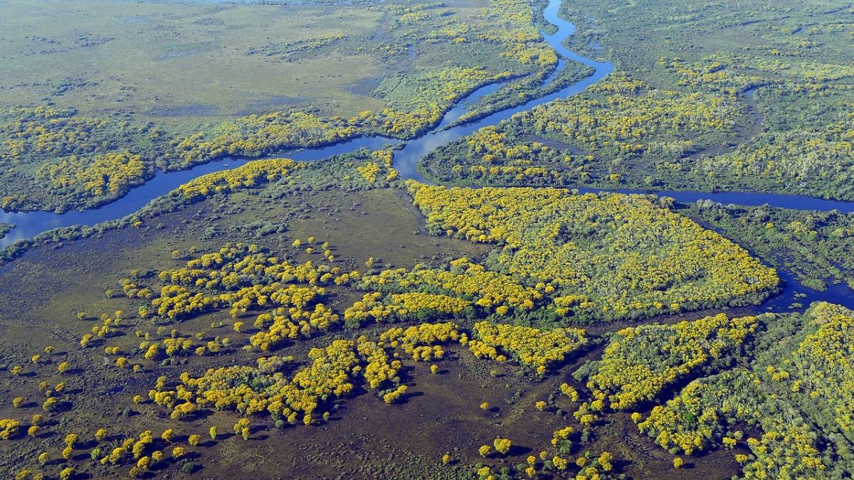 Rinnovabili • Foreste torbiere: a causa del disboscamento sono il 3° emettitore mondiale