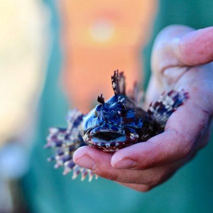 Rinnovabili • Pesce di Fukushima, trovati livelli di radiazioni 14 volte oltre la norma