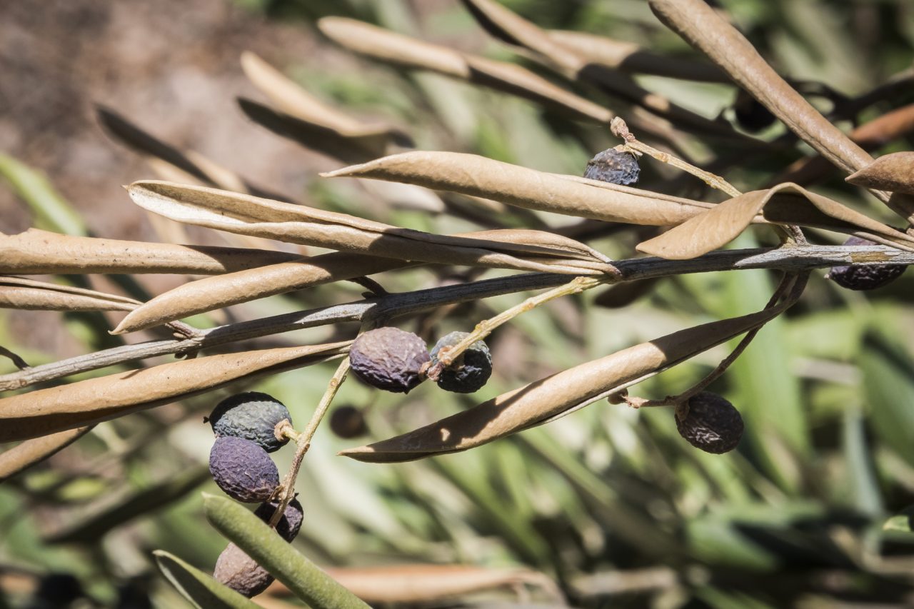 Rinnovabili • Xylella fastidiosa