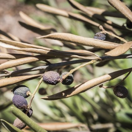 Rinnovabili • Xylella fastidiosa