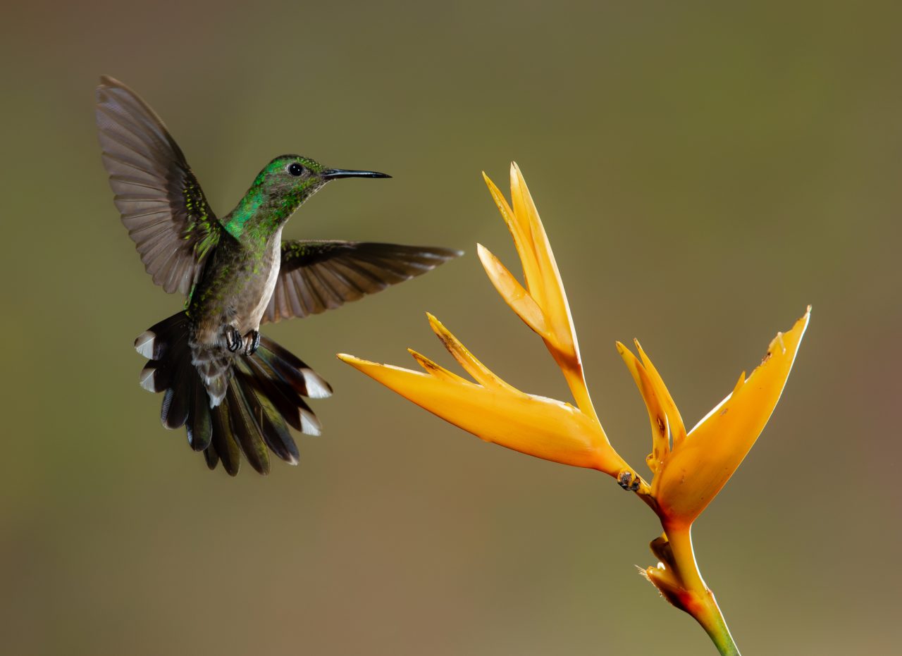 Rinnovabili • Biodiversità mondiale