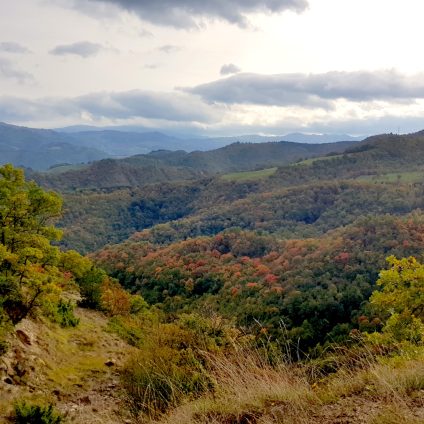 Rinnovabili • gestione sostenibile delle foreste