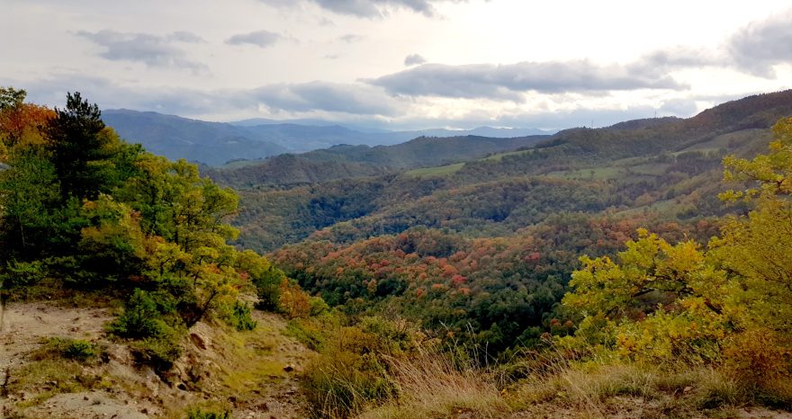 Rinnovabili • gestione sostenibile delle foreste