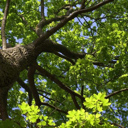 Rinnovabili • Effetti biofisici delle foreste: tolgono 0,5°C alla temperatura globale