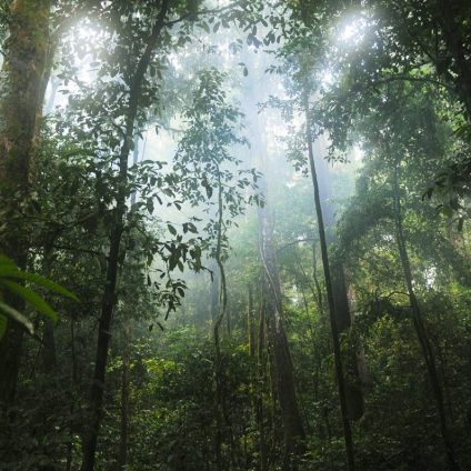 Rinnovabili • Foresta pluviale amazzonica: più vicino il punto di non ritorno