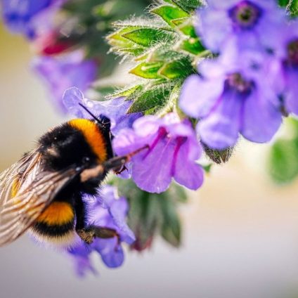 Rinnovabili • Patto globale sulla natura: ancora flop per la COP15 sulla biodiversità