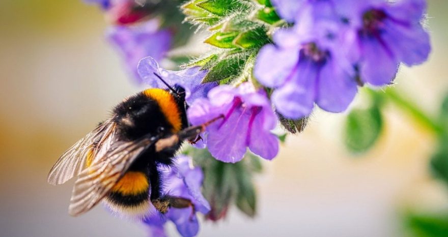 Rinnovabili • Patto globale sulla natura: ancora flop per la COP15 sulla biodiversità