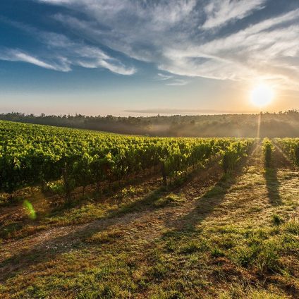 Rinnovabili • Banca Nazionale delle Terre Agricole