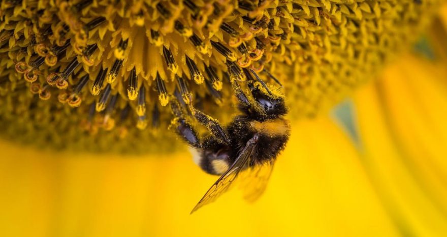 Rinnovabili • Insetti impollinatori: gli effetti del caldo estremo sulla fertilità