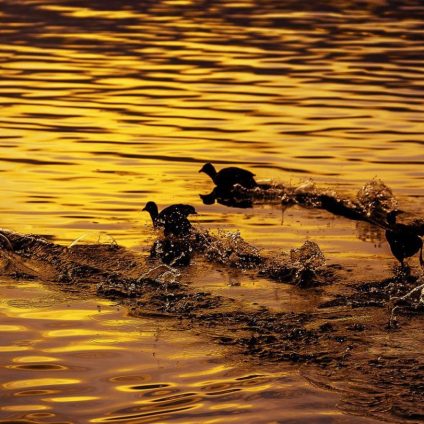 Rinnovabili • Tutela della fauna selvatica: creare aree protette non basta