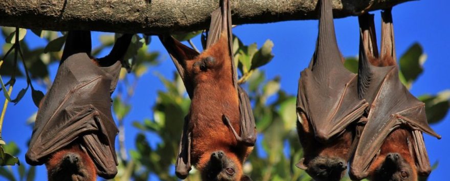 Viroma dei mammiferi: il climate change scatenerà la prossima pandemia