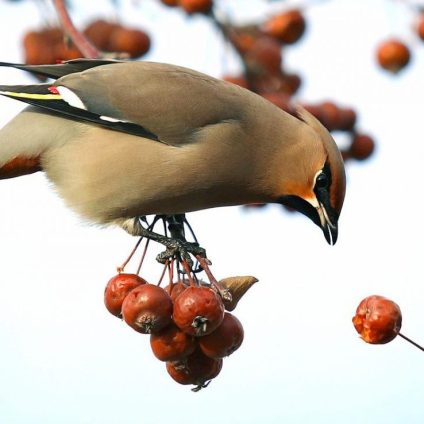 Rinnovabili • Biodiversità avicola: metà degli uccelli della Terra è in declino