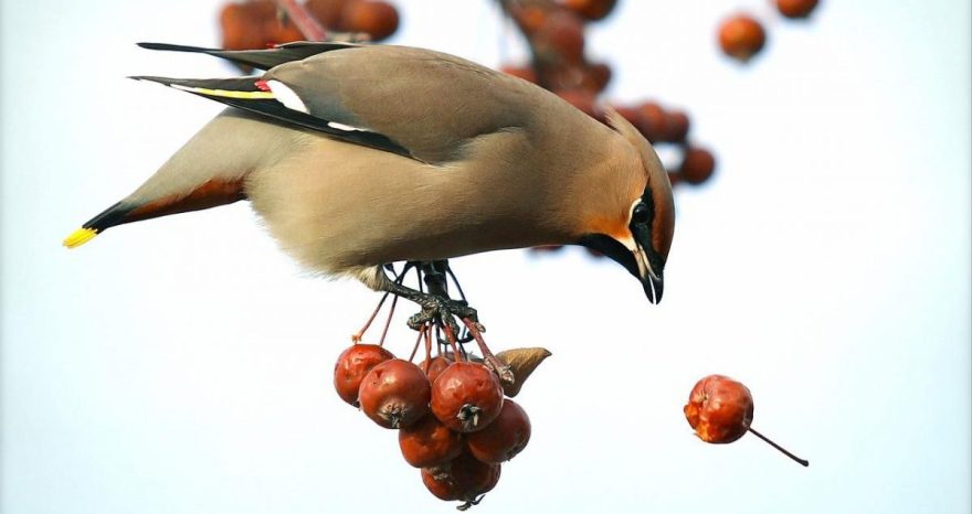 Rinnovabili • Biodiversità avicola: metà degli uccelli della Terra è in declino