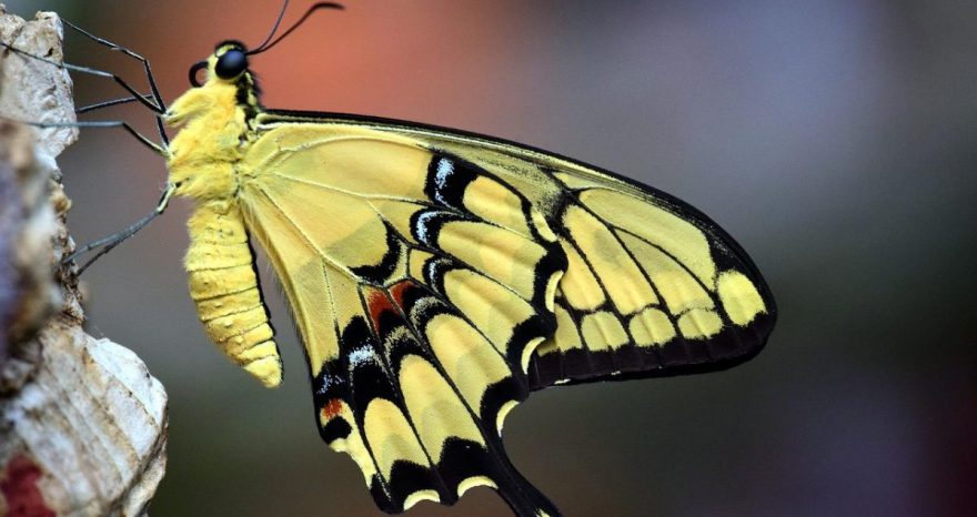 Rinnovabili • Biodiversità: peggiorano quasi tutti gli indicatori in Europa