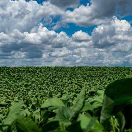 Rinnovabili • Deforestazione: il Brasile fa un regalo all’agribusiness grande 3 volte l’Italia