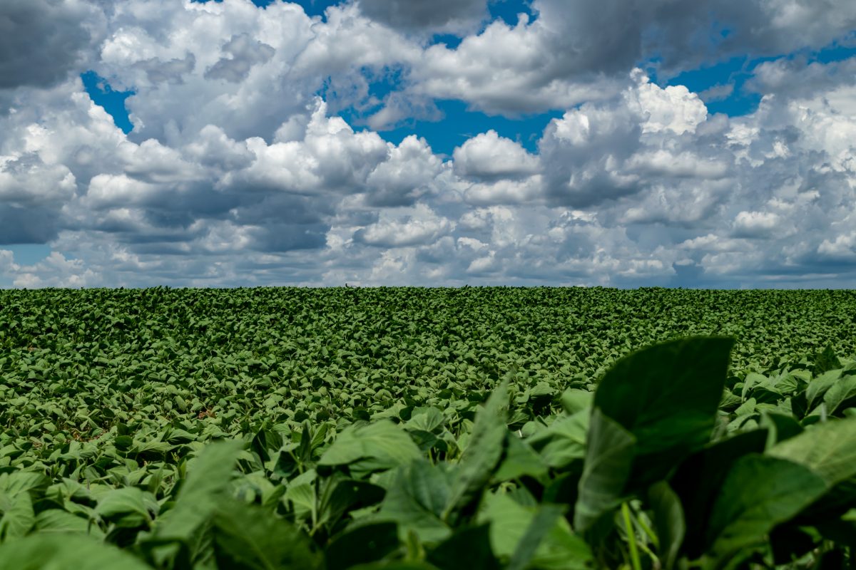 Rinnovabili • Deforestazione: il Brasile fa un regalo all’agribusiness grande 3 volte l’Italia