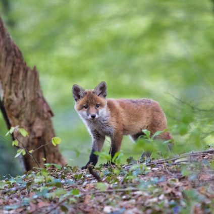 Rinnovabili • L’indice per lo spostamento degli animali nelle aree protette