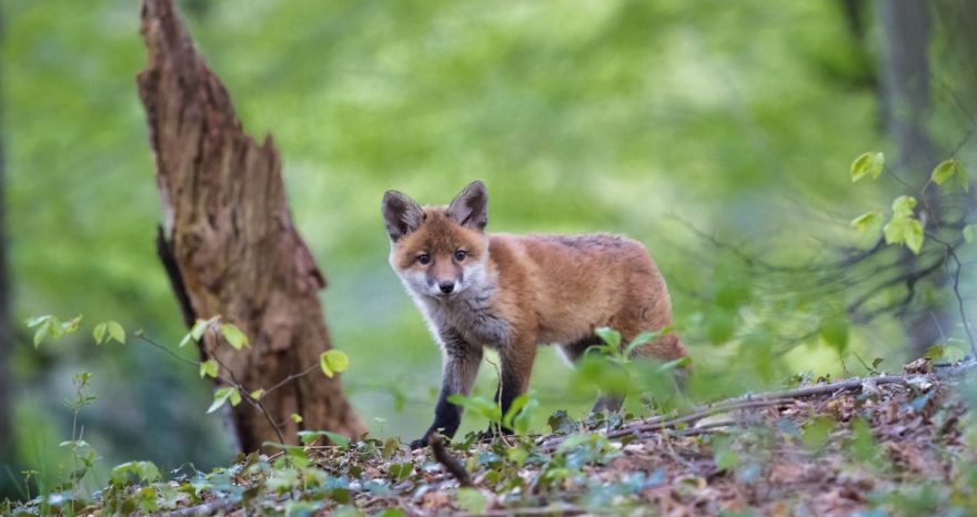 Rinnovabili • L’indice per lo spostamento degli animali nelle aree protette