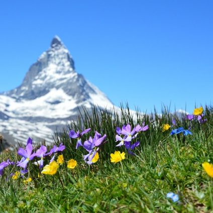 Rinnovabili • Ecosistema montano: cosa succede se le Alpi diventano sempre più verdi?