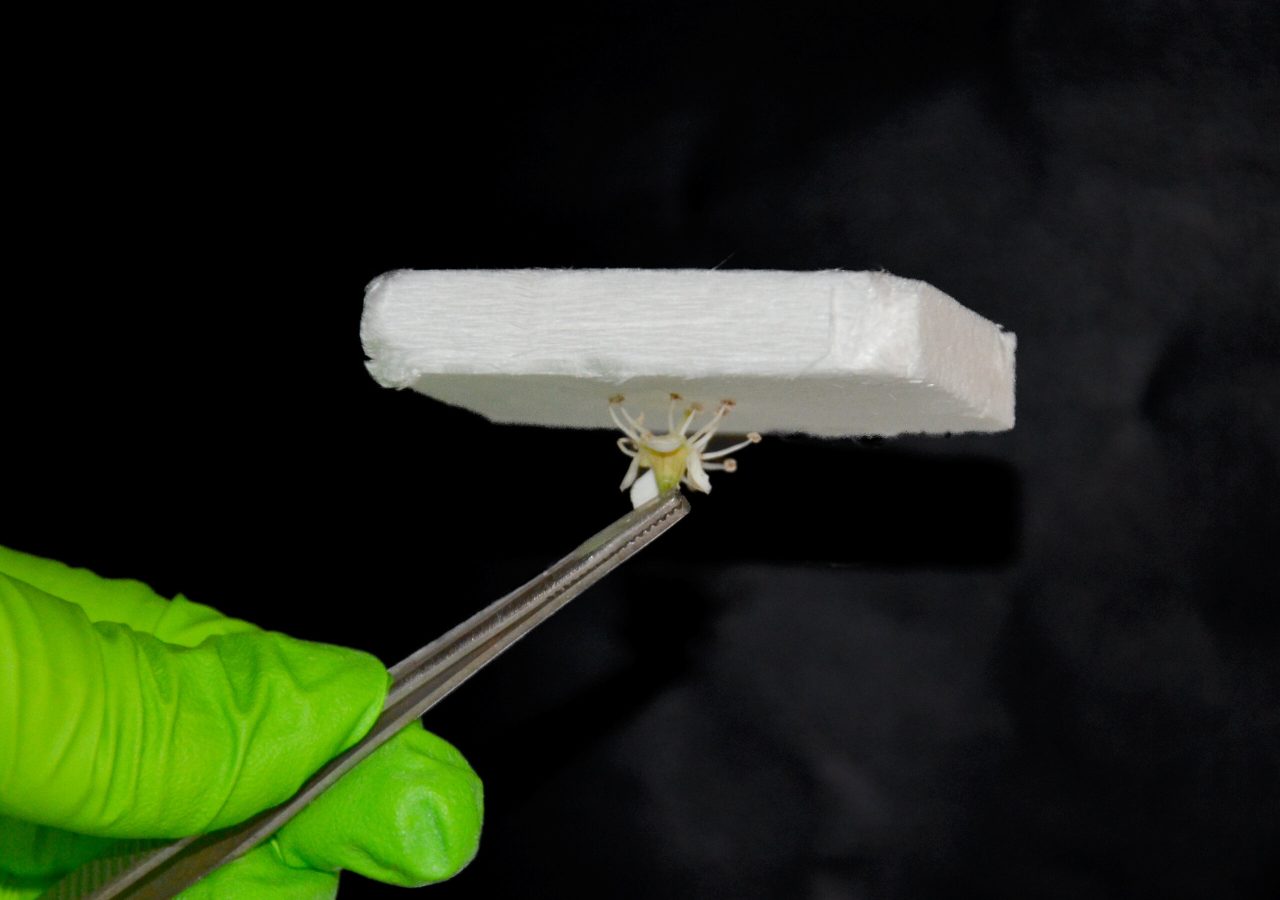 Rinnovabili • aerogel cellulosa