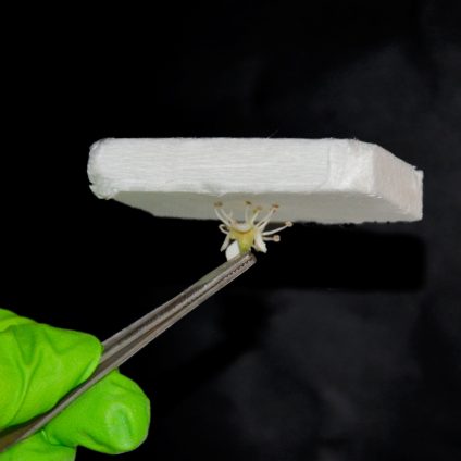 Rinnovabili • aerogel cellulosa