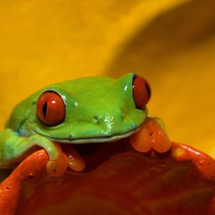 Rinnovabili • Obiettivi 2030 sulla diversità biologica: strada in salita per la COP15