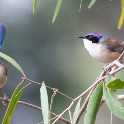 Rinnovabili • Ondate di calore: possono danneggiare il dna dell’avifauna