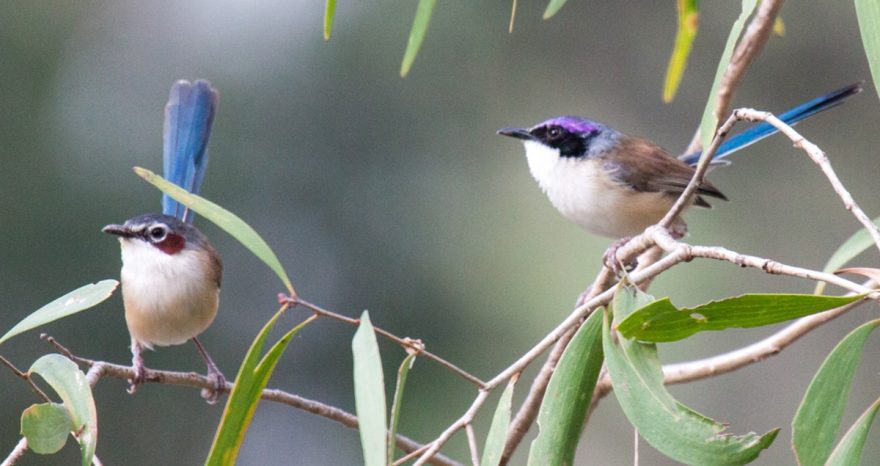 Rinnovabili • Ondate di calore: possono danneggiare il dna dell’avifauna