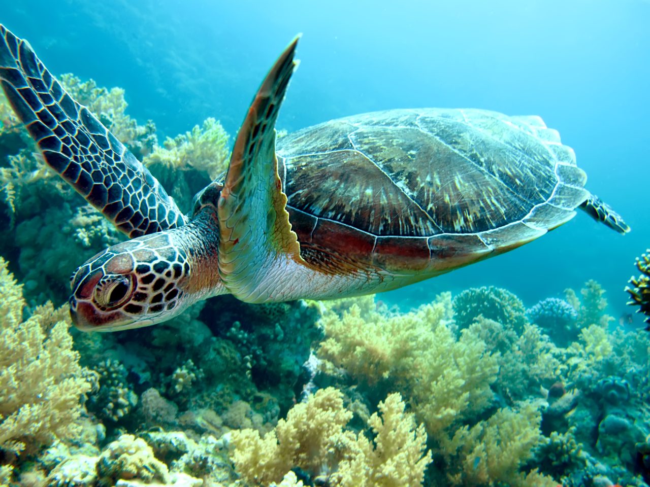 Rinnovabili • Trattato sulla biodiversità oceanica