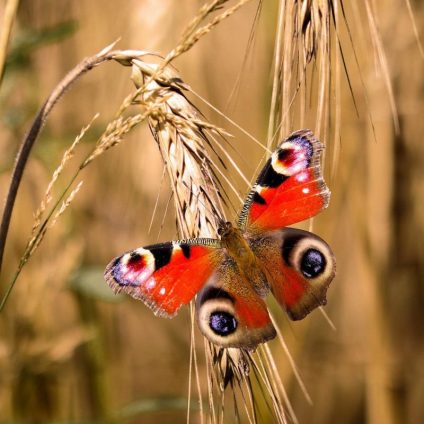 Rinnovabili • Rinaturalizzazione: studio UK, in 10 anni aumentano resa e biodiversità