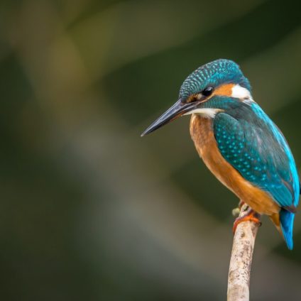 Rinnovabili • Avifauna: 1 specie su 8 è a rischio estinzione