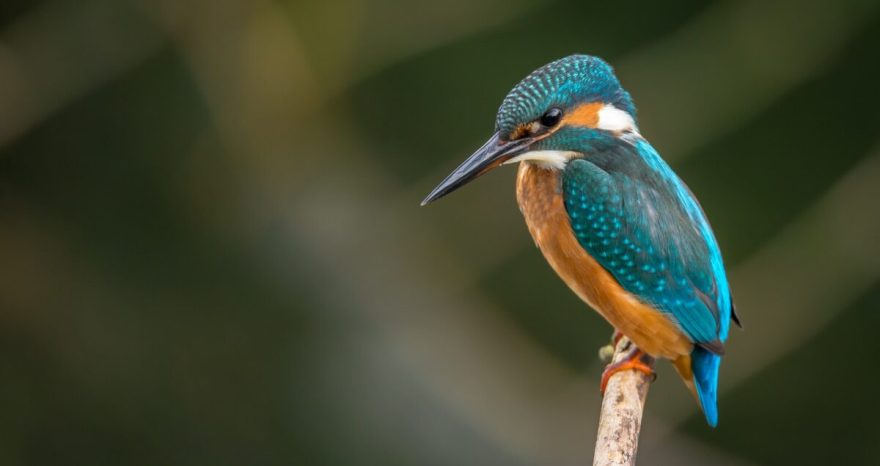 Rinnovabili • Avifauna: 1 specie su 8 è a rischio estinzione