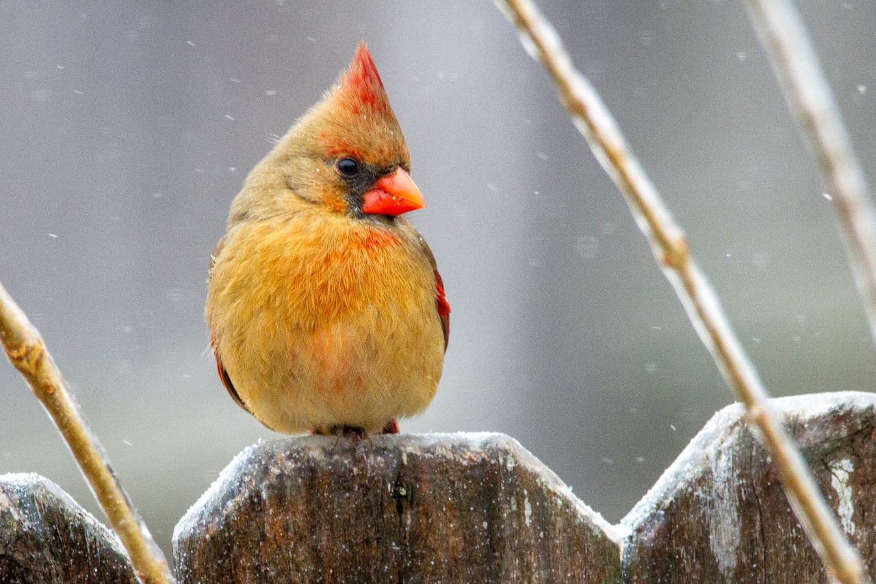 Rinnovabili • Uccelli canori