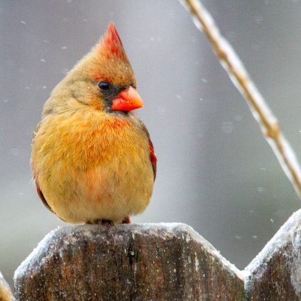 Rinnovabili • Uccelli canori