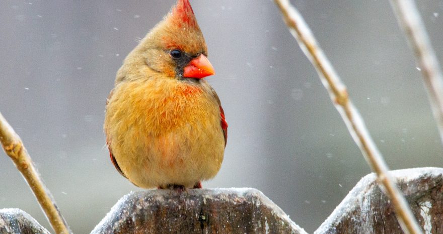 Rinnovabili • Uccelli canori